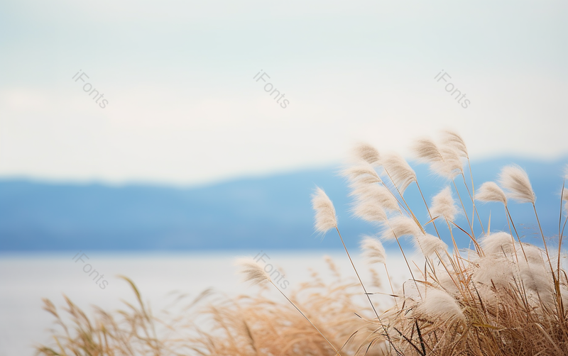 秋天湖边的芦苇大自然植物随风摇摆摄影背景,高清,摄影图,摄影图片,图片大全,摄影图免费下载